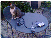 cat and thuraya telephone on the table